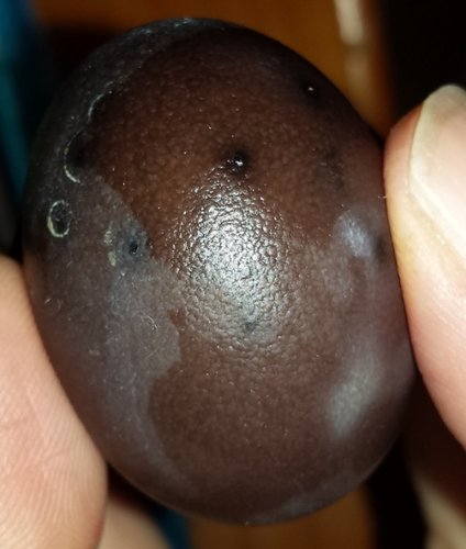 ibaraoensis egg 2 jan 2019b.jpg