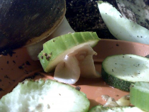 p12.jpg