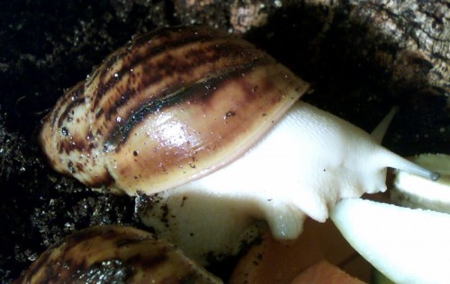 ovum28.jpg