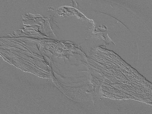 Relief1.jpg