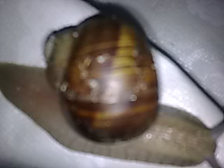 25 1 10 kl ausreisser vor 2 wo wieder da.jpg