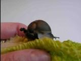 Rucolaschnecke.jpg
