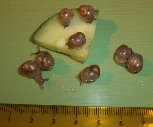 Tincta-Babys-1.jpg