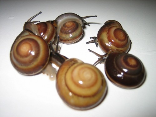 Schokoalbino1.jpg