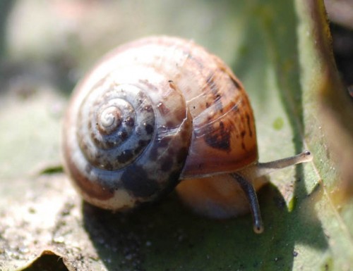 Oxychilus draparnaudi.jpg