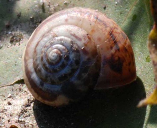 Oxychilus draparnaudi 1.jpg