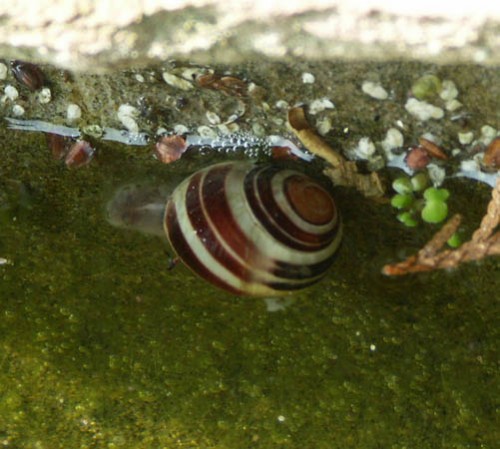 100419_045av_Baenderschnecke spec. xxxxxxx .jpg