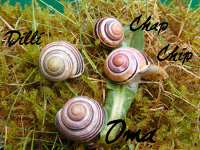 Oma Chip Chap Dilli.JPG