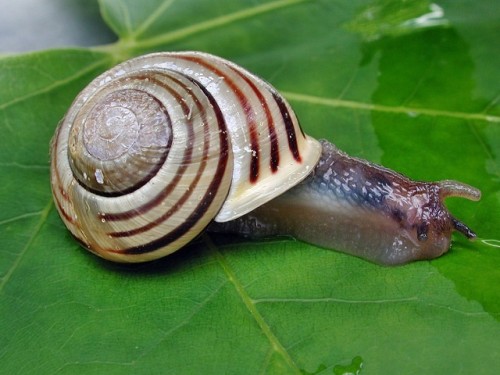 Garten_Baenderschnecke.jpg