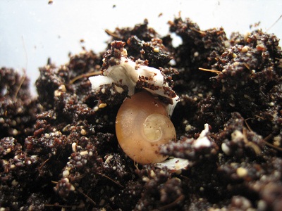 Baby Pleurodonte excellens.jpg