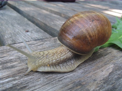 Schnecke032_800x600.jpg