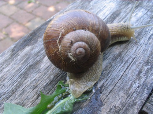 Schnecke033_800x600.jpg