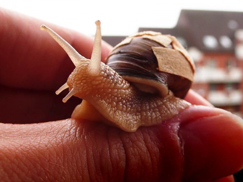 schnecke forum 1.jpg