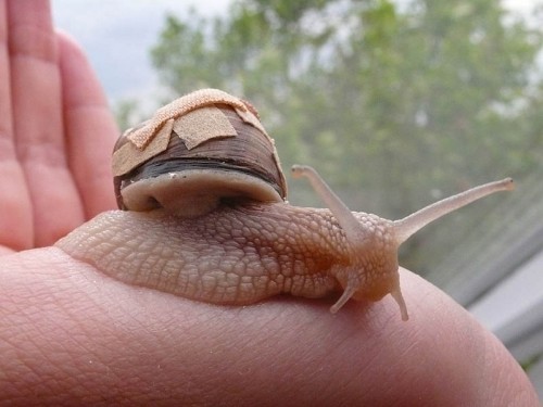 schnecke_forum tag 2.jpg