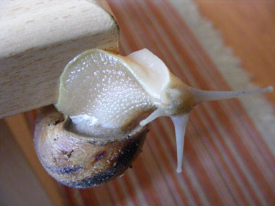 DSCF5415.jpg