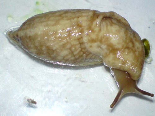 Mützenschnecke 02.jpg