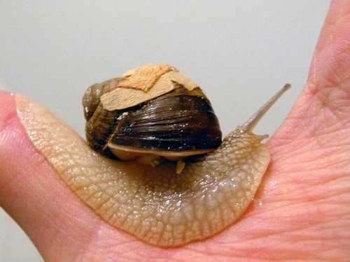 schnecke_tag 10_b.jpg