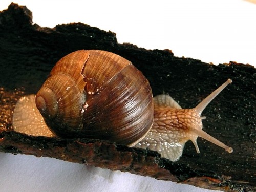 schnecke_haus von oben2_tag13.jpg