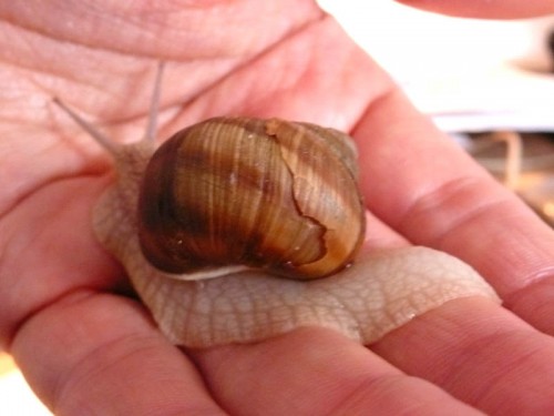 schnecke_haus von hinten_tag13.jpg