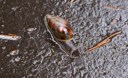 aussi snail.JPG
