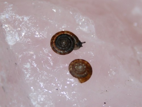 Die Zwillinge Nutella und Nuspli.jpg