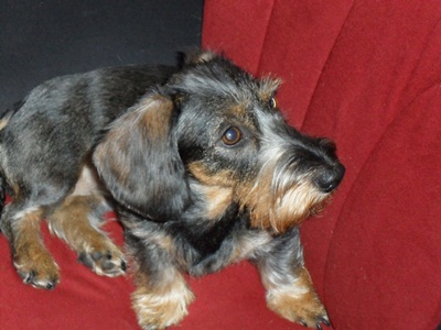SAM_0108.JPG