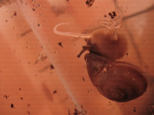 Pleurodonte isabella.jpg