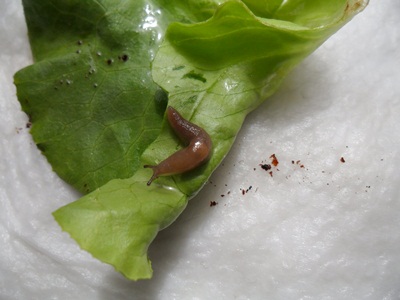 3 Notfallfulis 011.JPG