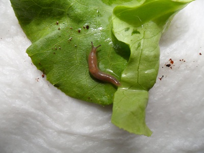 3 Notfallfulis 012.JPG