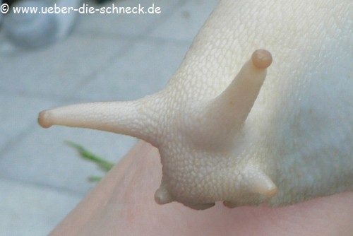 albino_ovum_1.jpg