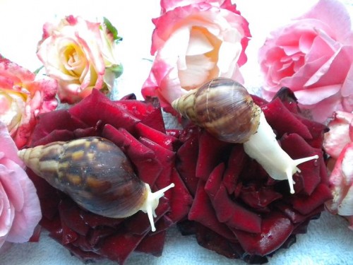 040 (v.links Camelot, Avalon).jpg