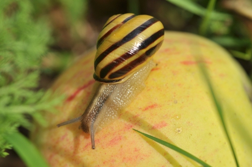 DSC_0037.JPG