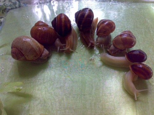 Weinbergschnecken.jpg