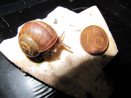 schnecke.JPG