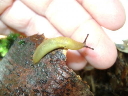 Nacktschnecken13.9.10 001.JPG