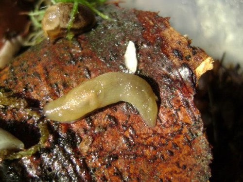 Nacktschnecken13.9.10 007.JPG