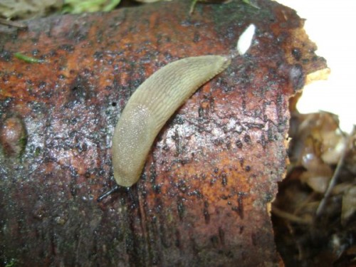 Nacktschnecken13.9.10 002.JPG