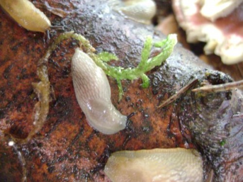 Nacktschnecken13.9.10 005.JPG