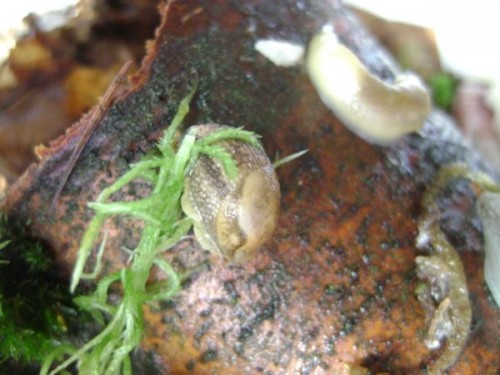 Nacktschnecken13.9.10 009.JPG