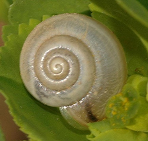 DSC_4062 Schnecke, Ausschnitt, Schärfe 58 %.JPG