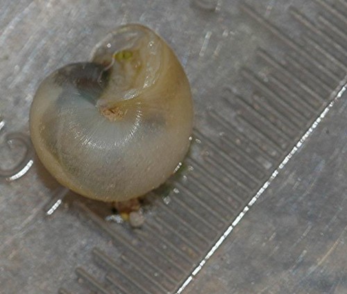DSC_4065 Schnecke, Ausschnitt, Schärfe 45 %.JPG