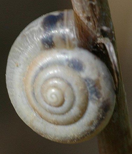 DSC_4109 Ausschnitt, Schärfe 65 %.JPG
