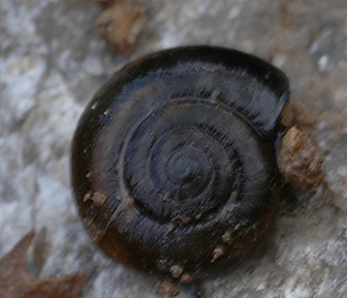 DSC_4237 Dunkle Schnecke, Ausschnitt, Schärfe 68 %.JPG