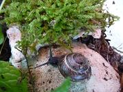 Bilder 2009 3146.jpg