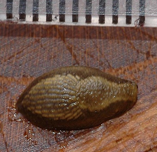 DSC_3532 Ausschnitt, Schärfe 70 %.JPG