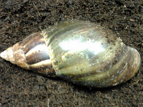 IMG087.jpg