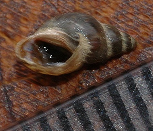 DSC_3541 Ausschnitt, Schärfe 65 %.JPG