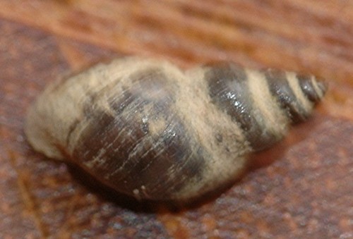 DSC_3542 Ausschnitt, Schärfe.jpg