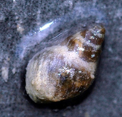 DSC_3604 Ausschnitt, Licht, Schärfe.jpg