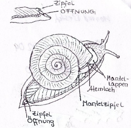 Zeichnung_neue_schnecks_640x625_600x586.jpg